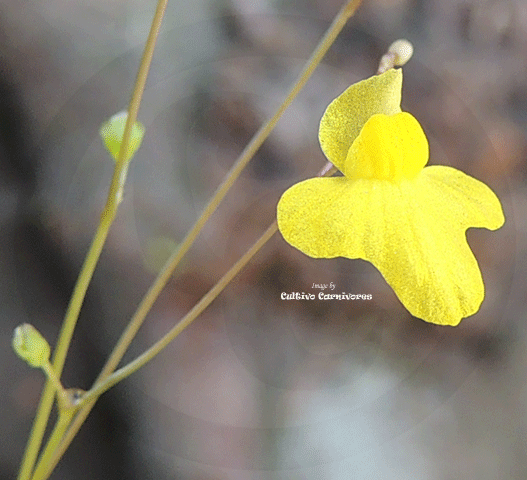 BLADDERWORT:  Utricularia Subulata for sale | Buy carnivorous plants and seeds online @ South Africa's leading online plant nursery, Cultivo Carnivores