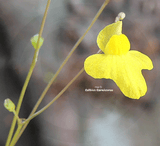 BLADDERWORT:  Utricularia Subulata for sale | Buy carnivorous plants and seeds online @ South Africa's leading online plant nursery, Cultivo Carnivores