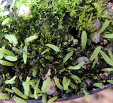 BLADDERWORT: Utricularia Bisquamata for sale | Buy carnivorous plants and seeds online @ South Africa's leading online plant nursery, Cultivo Carnivores