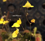 BLADDERWORT:  Utricularia Subulata for sale | Buy carnivorous plants and seeds online @ South Africa's leading online plant nursery, Cultivo Carnivores
