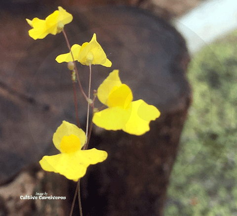 BLADDERWORT:  Utricularia Subulata for sale | Buy carnivorous plants and seeds online @ South Africa's leading online plant nursery, Cultivo Carnivores