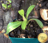 Nepenthes Ventricosa x Ephippiata - Personal collection for sale | Buy carnivorous plants and seeds online @ South Africa's leading online plant nursery, Cultivo Carnivores