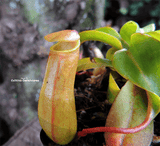 TROPICAL PITCHER PLANT: Nepenthes Ventricosa x (Ventricosa x Inermis) for sale | Buy carnivorous plants and seeds online @ South Africa's leading online plant nursery, Cultivo Carnivores