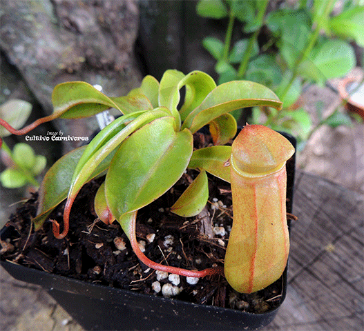 TROPICAL PITCHER PLANT: Nepenthes Ventricosa x (Ventricosa x Inermis) for sale | Buy carnivorous plants and seeds online @ South Africa's leading online plant nursery, Cultivo Carnivores