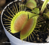 VENUS FLYTRAP:  Pan's Giant for sale | Buy carnivorous plants and seeds online @ South Africa's leading online plant nursery, Cultivo Carnivores