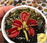 VENUS FLYTRAP: DC XL for sale | Buy carnivorous plants and seeds online @ South Africa's leading online plant nursery, Cultivo Carnivores