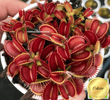VENUS FLYTRAP: DC XL for sale | Buy carnivorous plants and seeds online @ South Africa's leading online plant nursery, Cultivo Carnivores