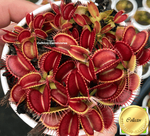 VENUS FLYTRAP: DC XL for sale | Buy carnivorous plants and seeds online @ South Africa's leading online plant nursery, Cultivo Carnivores