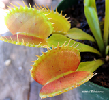 VENUS FLYTRAP:  Typical Form for sale | Buy carnivorous plants and seeds online @ South Africa's leading online plant nursery, Cultivo Carnivores
