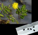 SEEDS: Non-Carnivorous > Water Mimosa (Sensitive Neptunia) for sale | Buy carnivorous plants and seeds online @ South Africa's leading online plant nursery, Cultivo Carnivores