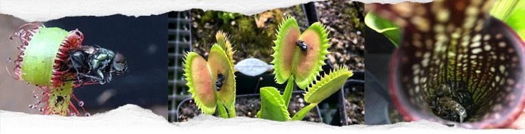 Buy venus fly traps and other carnivorous plants online, South Africa