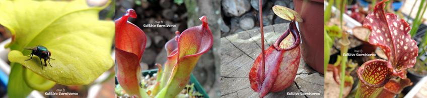 South Africa's largest inventory carnivorous plants under one roof