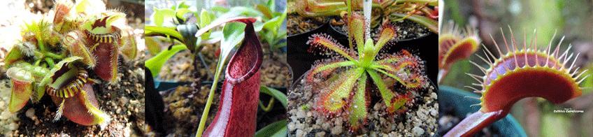 Carnivorous plants for sale South Africa