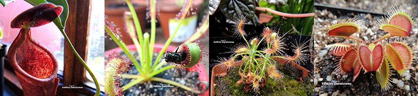 https://www.cultivocarnivores.com/pages/live-carnivorous-plants